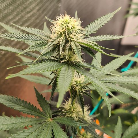 Super Silver Haze growlog timeline photo