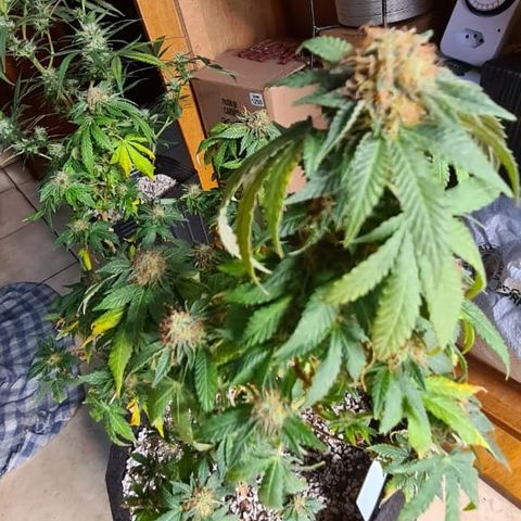 Do-Si-Dos growlog photo: Antes do flush
