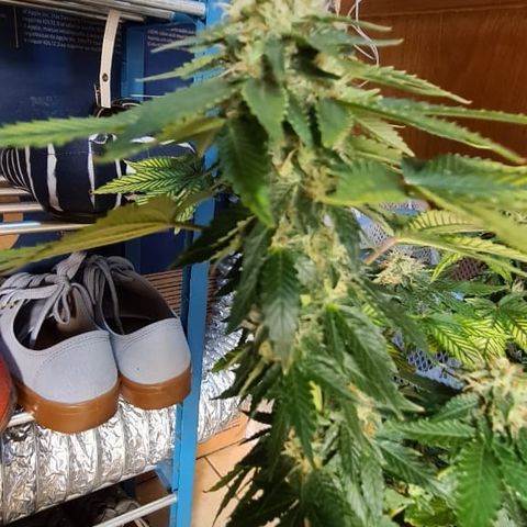 Hulkberry growlog timeline photo