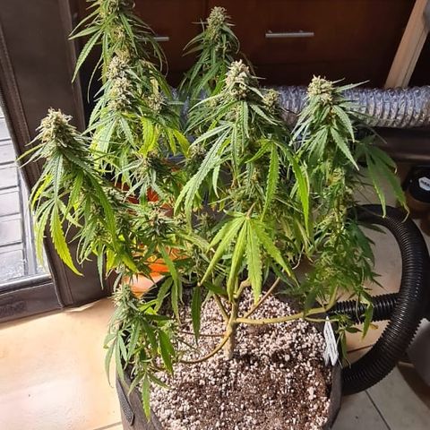 Green Tiger growlog photo: Pré Flush