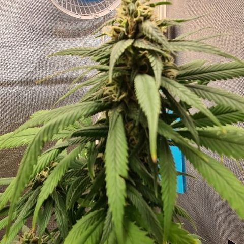 Jack 47 growlog timeline photo