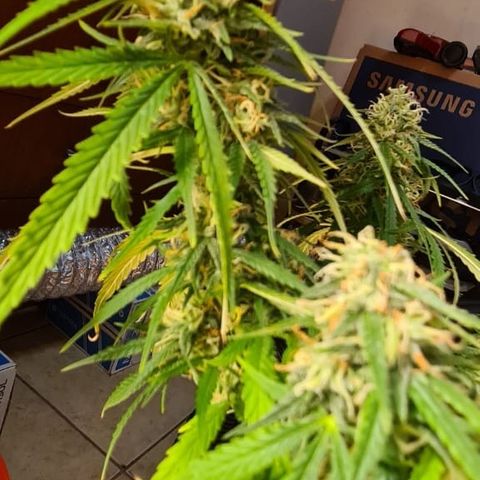 Green Tiger growlog photo: Pré Flush