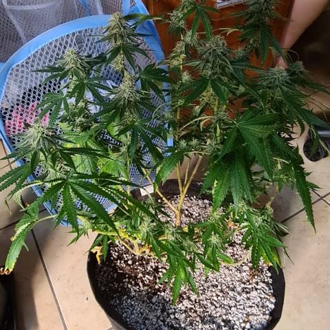 Super Silver Haze growlog timeline photo