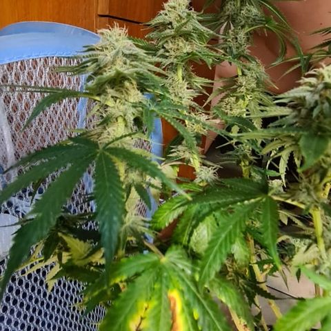 Super Silver Haze growlog timeline photo