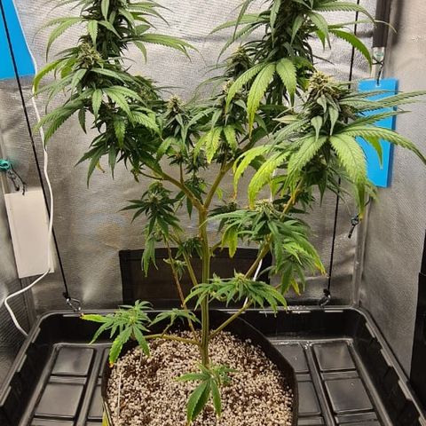 Jack 47 growlog timeline photo
