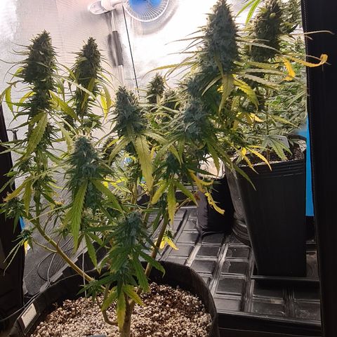 Green Tiger growlog timeline photo