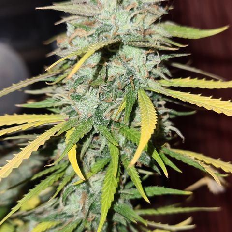 Green Tiger growlog timeline photo