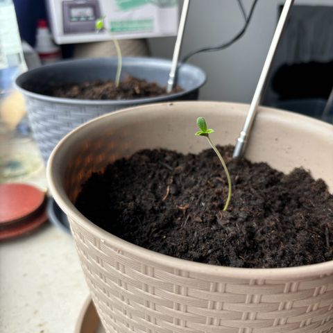 Marry Jane growlog timeline photo
