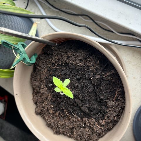 Marry Jane growlog timeline photo