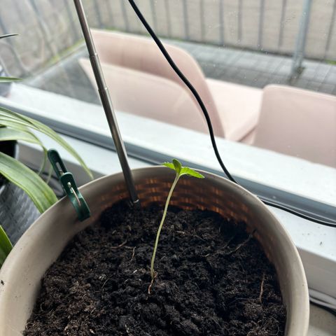 Marry Jane growlog timeline photo