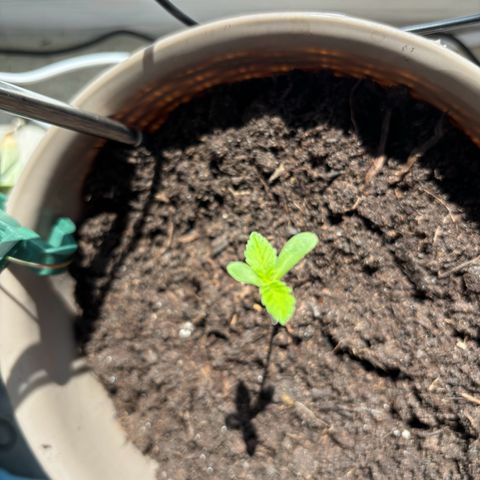 Marry Jane growlog timeline photo