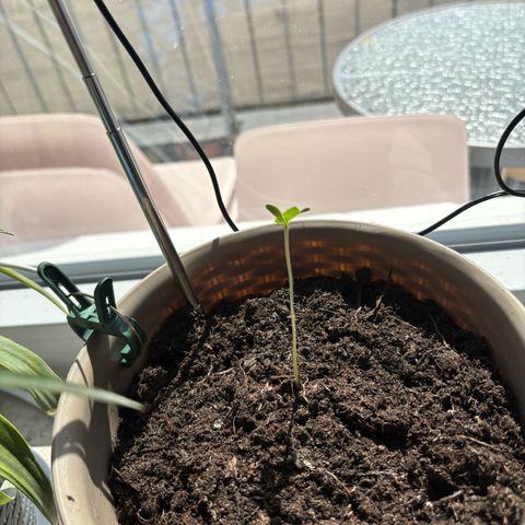 Marry Jane growlog timeline photo