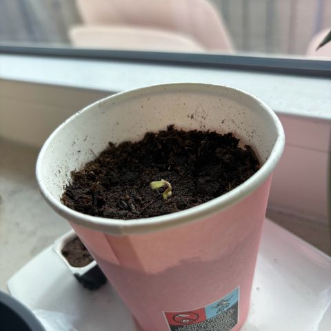 Marry Jane growlog timeline photo
