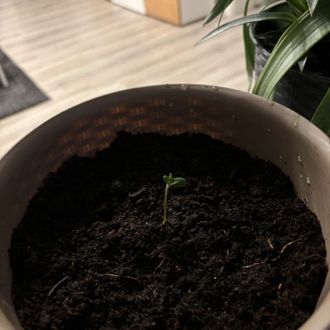 Marry Jane growlog timeline photo