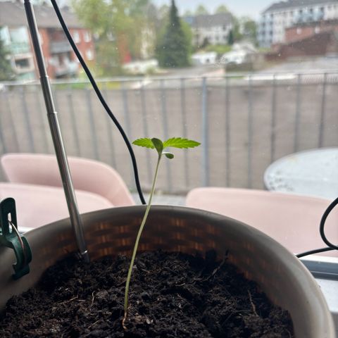 Marry Jane growlog timeline photo