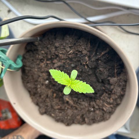 Marry Jane growlog timeline photo