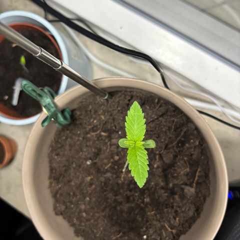 Marry Jane growlog timeline photo