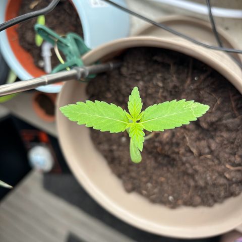 Marry Jane growlog timeline photo