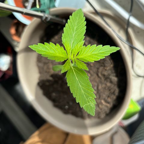 Marry Jane growlog timeline photo