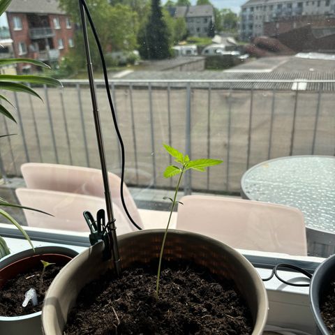 Marry Jane growlog timeline photo
