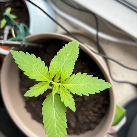 Marry Jane growlog timeline photo