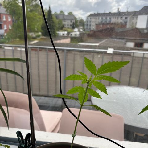 Marry Jane growlog timeline photo
