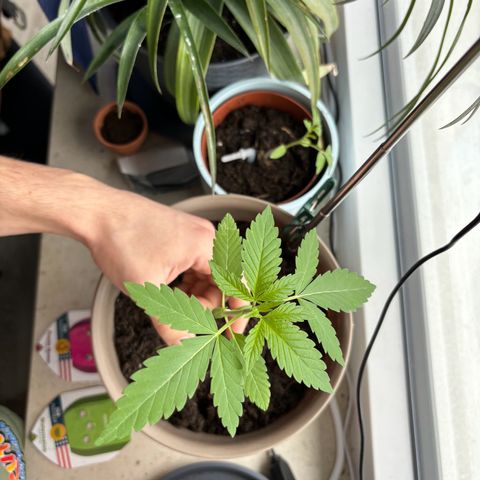 Marry Jane growlog timeline photo