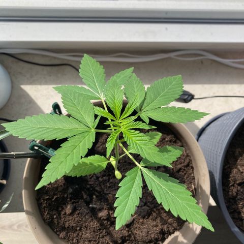 Marry Jane growlog timeline photo