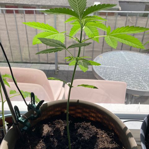 Marry Jane growlog timeline photo
