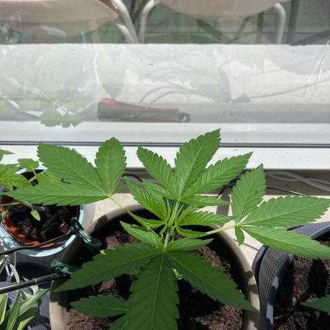 Marry Jane growlog timeline photo