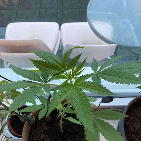 Marry Jane growlog timeline photo