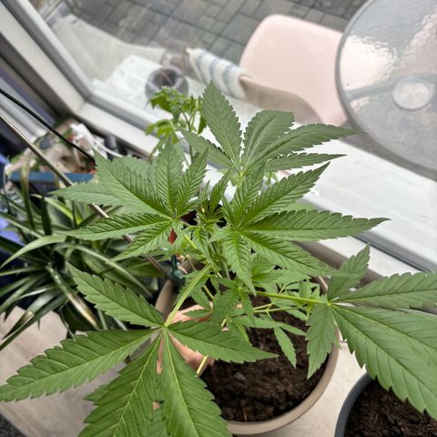 Marry Jane growlog timeline photo