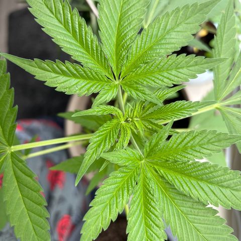 Marry Jane growlog timeline photo