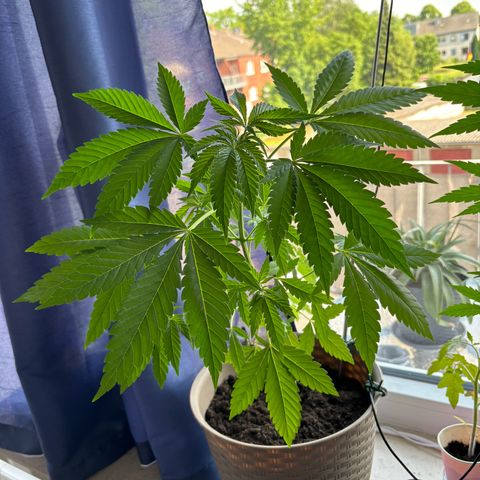 Marry Jane growlog timeline photo