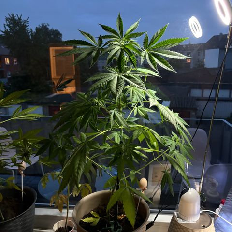 Marry Jane growlog timeline photo