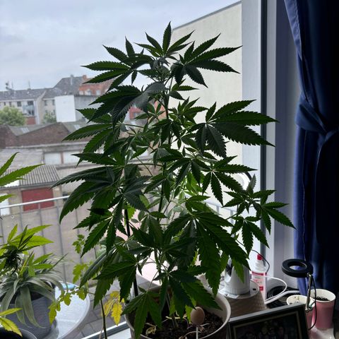 Marry Jane growlog timeline photo