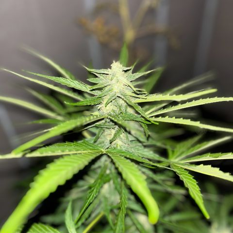 Magdalena growlog timeline photo