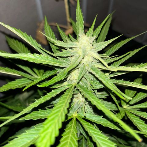 Magdalena growlog timeline photo