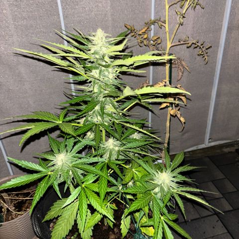 Magdalena growlog timeline photo