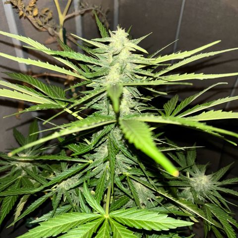 Magdalena growlog timeline photo