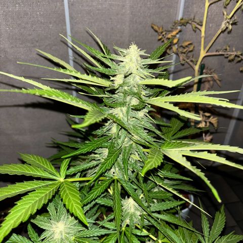 Magdalena growlog timeline photo