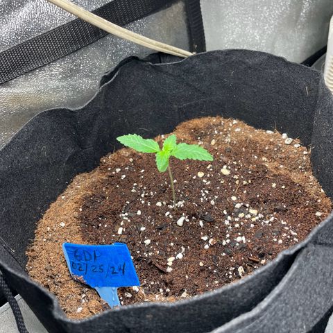 Unknown strain growlog photo: Mango grape crinkle is overwatered today and has white tips 
All the rest look fine and were watered as well only top soil water with sprayer with 2.5 (half strength ) calmag ph water 