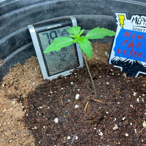 Unknown strain growlog photo: Mango grape crinkle is overwatered today and has white tips 
All the rest look fine and were watered as well only top soil water with sprayer with 2.5 (half strength ) calmag ph water 