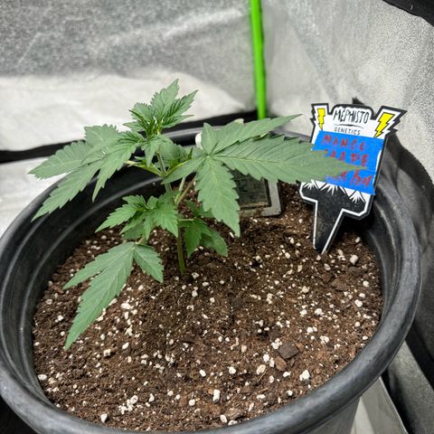 Unknown strain growlog timeline photo