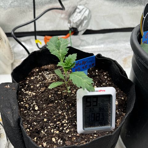 Unknown strain growlog timeline photo