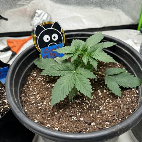 Unknown strain growlog timeline photo