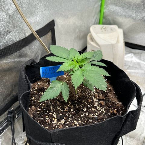Unknown strain growlog timeline photo
