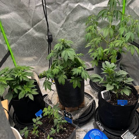 Unknown strain growlog photo: All together and Mango still wet but greener 