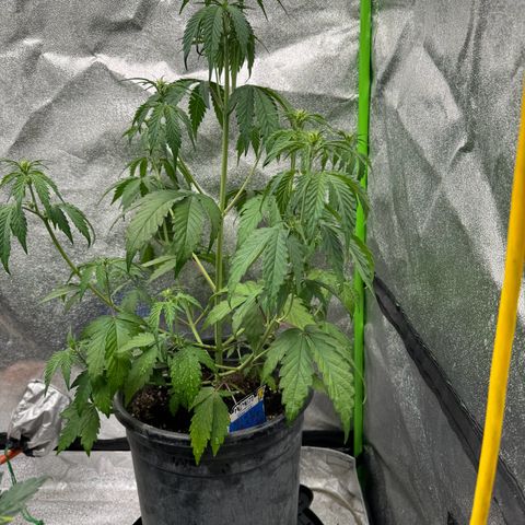 Unknown strain growlog photo: All together and Mango still wet but greener 