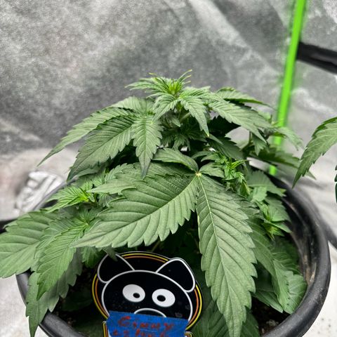 Unknown strain growlog timeline photo